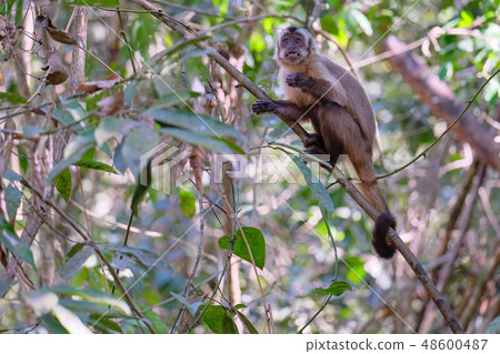 Azaras's Capuchin or Hooded Capuchin, Sapajus Cay, Simia Apella or Cebus Apella, Nobres, Mato Grosso 48600487