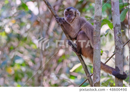 Azaras's Capuchin or Hooded Capuchin, Sapajus Cay, Simia Apella or Cebus Apella, Nobres, Mato Grosso 48600498