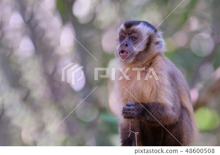 Azaras's Capuchin or Hooded Capuchin, Sapajus Cay, Simia Apella or Cebus Apella, Nobres, Mato Grosso 48600508