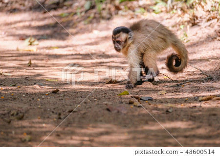 Azaras's Capuchin or Hooded Capuchin, Sapajus Cay, Simia Apella or Cebus Apella, Nobres, Mato Grosso 48600514