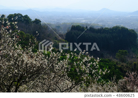 李子和春霧大和寺（奈良縣櫻井市） 48600625