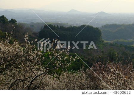 Plum and spring haze Yamatoji (Sakurai City, Nara Prefecture) 48600632