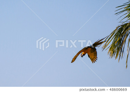 Flying Blue And Yellow Macaw parrot, Ara Ararauna, palm lagoon Lagoa das Araras, Bom Jardim, Nobres 48600669