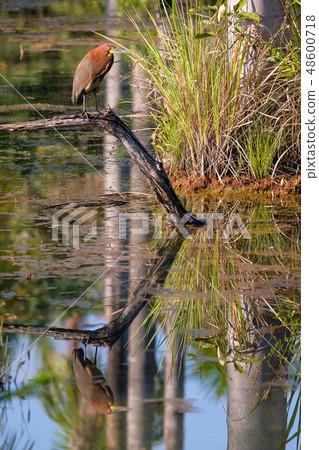 Rufescent Tiger Heron, Tigrisoma Lineatum, reflection in the lagoon Lagoa das Araras, Bom Jardim 48600718