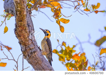 Campo Flicker, Colaptes Campestris, a species of bird in the woodpecker family, Pocone, Pantanal Campo Flicker, Colaptes Campestris, a species of bird in the woodpecker family, Pocone, Pantanal 48600780