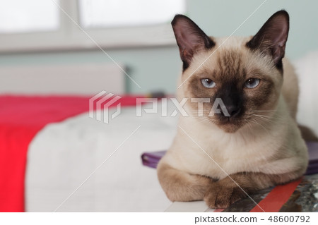 Severe and serious Thai cat looking strictly. 48600792