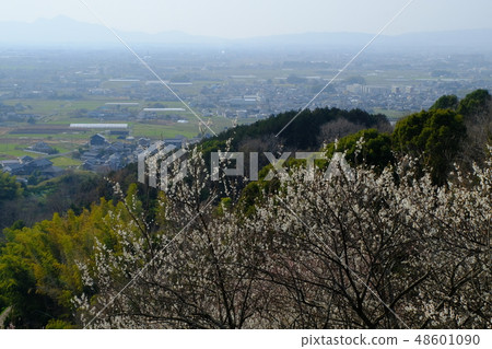 李子和春霧大和寺(奈良縣櫻井市) 李子和春霧大和寺(奈良縣櫻井市) 48601090