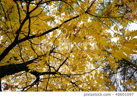 Autumn trees pattern. View from bottom to top. Autumn trees pattern. View from bottom to top. 48601097