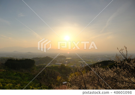 李子和春霧大和寺(奈良縣櫻井市) 李子和春霧大和寺(奈良縣櫻井市) 48601098