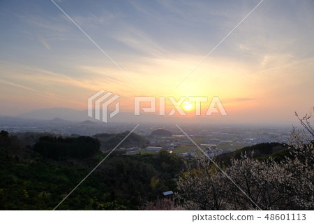 Plum and spring haze Yamatoji (Sakurai City, Nara Prefecture) 48601113