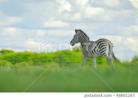 Wildlife nature on African safari Wildlife nature on African safari 48601263