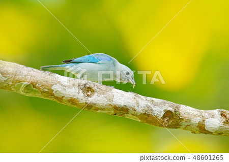 Blue-gray tanager on mossy branch 48601265