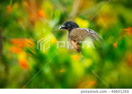 Rufous-vented Chachalaca, Ortalis ruficauda Rufous-vented Chachalaca, Ortalis ruficauda 48601268