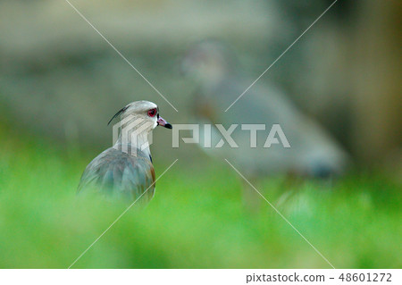 Southern Lapwing, Vanellus chilensis Southern Lapwing, Vanellus chilensis 48601272