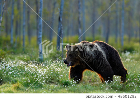 Brown bear walking in forest, morning light Brown bear walking in forest, morning light 48601282