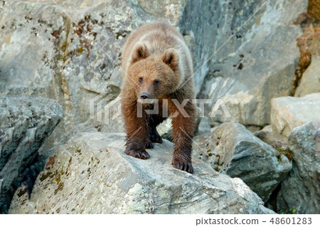 Lonely young cub bear in the pine forest. 48601283