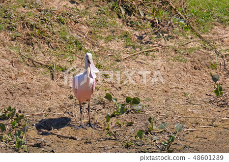 Roseate Spoonbill, Platalea Ajaja, detail close up portrait of bird with long flat bill, Porto Jofre Roseate Spoonbill, Platalea Ajaja, detail close up portrait of bird with long flat bill, Porto Jofre 48601289