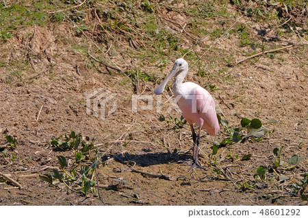 Roseate Spoonbill, Platalea Ajaja, detail close up portrait of bird with long flat bill, Porto Jofre Roseate Spoonbill, Platalea Ajaja, detail close up portrait of bird with long flat bill, Porto Jofre 48601292