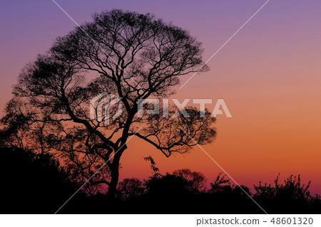 Beautiful trees as part of Pantanal wetland landscape at sunset, Porto Jofre, Pantanal, Mato Grosso 48601320