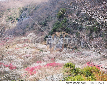 梅花風景湯河原巴林 梅花風景湯河原巴林 48601571