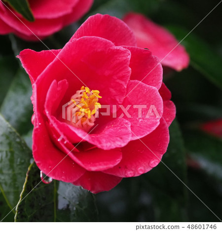 Beautiful camellia (with water drops) 48601746