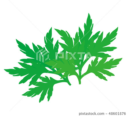 一片幼小蒿木葉子的例證 48601876
