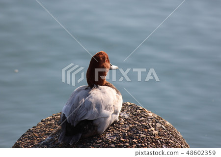 Hoshihaziro 48602359