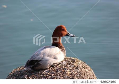 Hoshihaziro 48602360