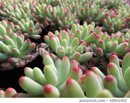 Sedum Otomegocoro 48602402