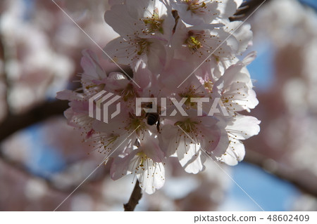 春天櫻桃樹和蜂 春天櫻桃樹和蜂 48602409
