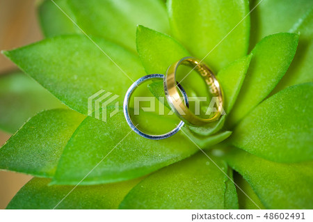 Wedding rings on a flower Wedding rings on a flower 48602491