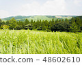 Beautiful sky and green 48602610