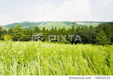 Beautiful sky and green 48602610
