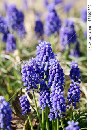 Museukari Museukari 48602702