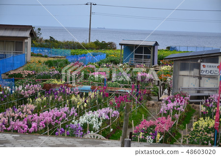 白龍花園 白龍花園 48603020
