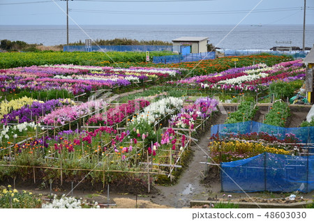 White Dragons flower garden White Dragons flower garden 48603030