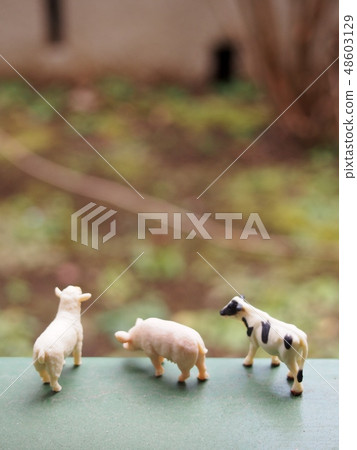 Miniature sheep and pig and cow 48603129