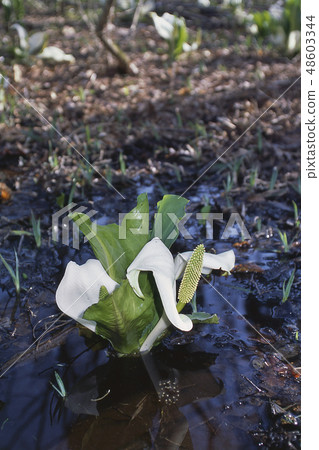 Hakuba salamander water basho and egg Hakuba salamander water basho and egg 48603344