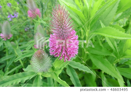 Tripholium Rubens Tripholium Rubens 48603495