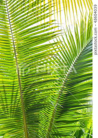 Palm Sunday background for religious holiday 48604039