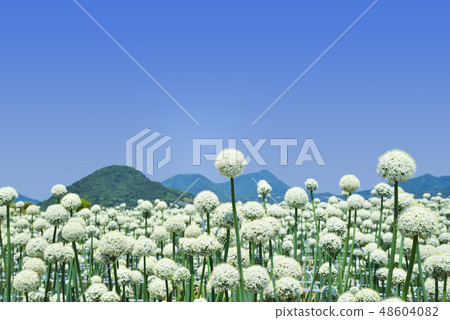 贊岐山的伙伴和山 48604082