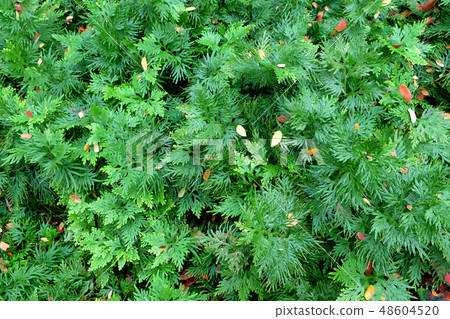 spikemoss spikemoss 48604520