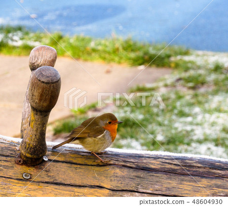a small multicolored european robin bird a small multicolored european robin bird 48604930