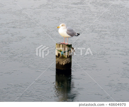 a seagull sitting on the seafront 48604970