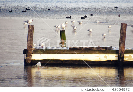 some seagulls sit on the seafront 48604972