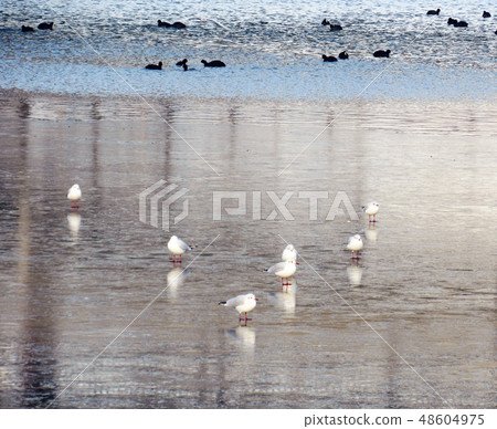some seagulls sit on the seafront 48604975