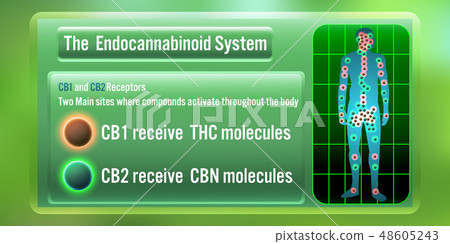 The Human body endocannabinoid system 48605243