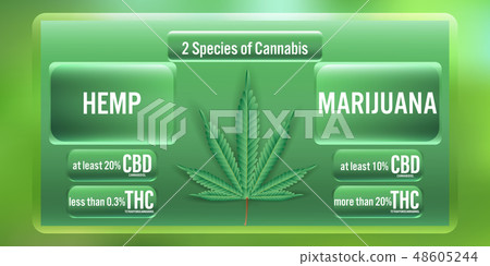 Hemp and Marijuana 2 Species of cannabis 48605244