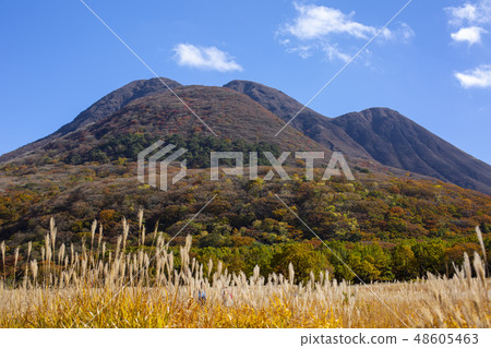 Nagahara Susuki 48605463