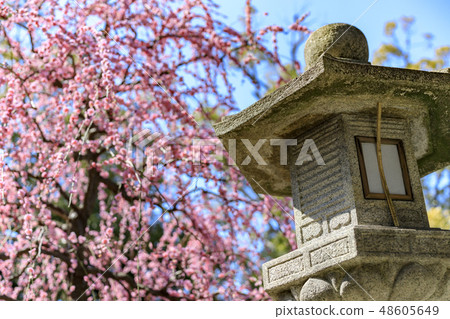 城南面梅梅花山茶 城南面梅梅花山茶 48605649